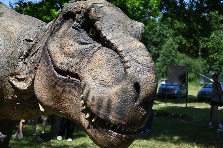 Tyranozaur Rex pozuje do zdjęcia